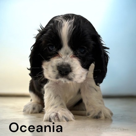 puppy, for, sale, Cocker Spaniel, Joe & Cherri  Overlease, dog, breeder, Miller, MO, dog-breeder, puppy-for-sale, forsale, nearby, find, puppyfind, locator, puppylocator, aca